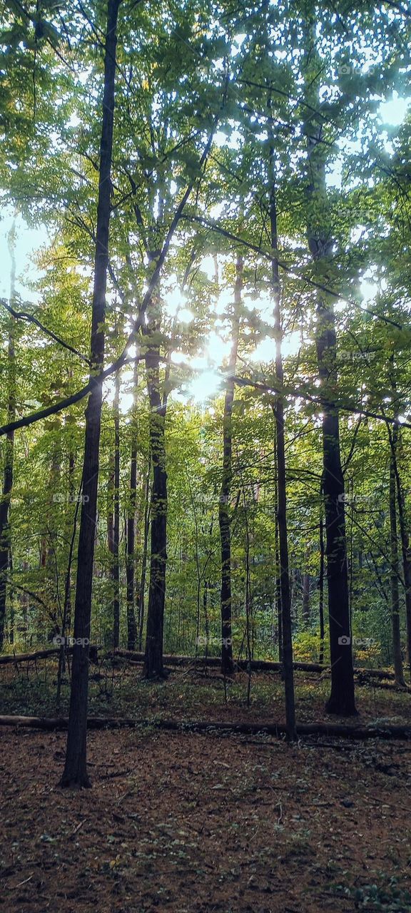 Setting Sun in the Treetops