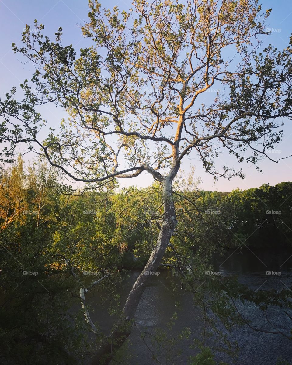 Tree on the Dam