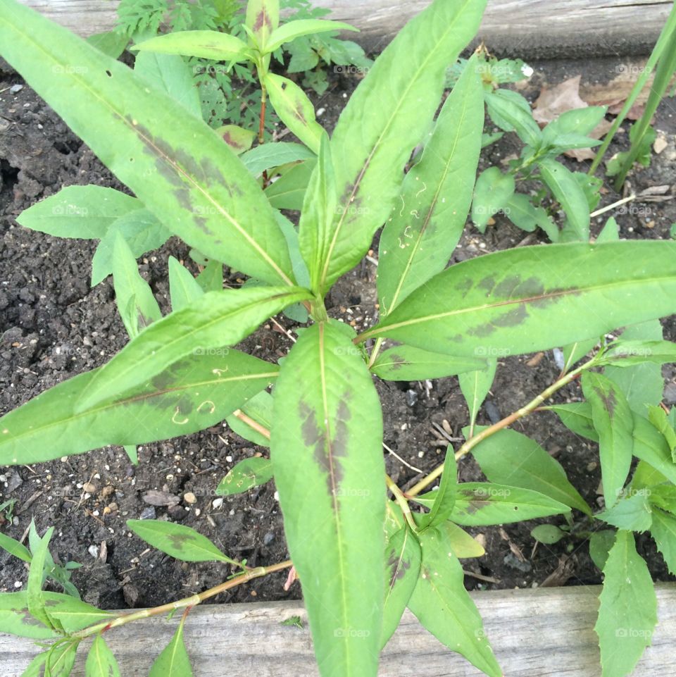 Vietnamese coriander. Taken in my box garden in WV. 