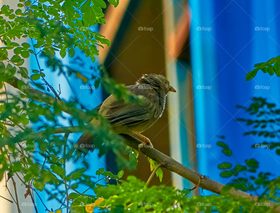 Bird photography  - yellow babbler