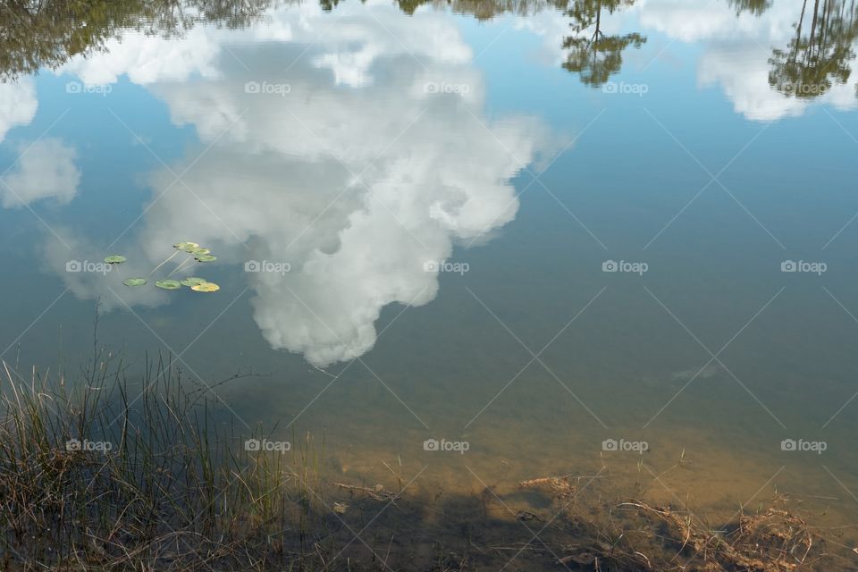 Clouds Reflected in a Pond. Clouds are reflected in a calm pond. 