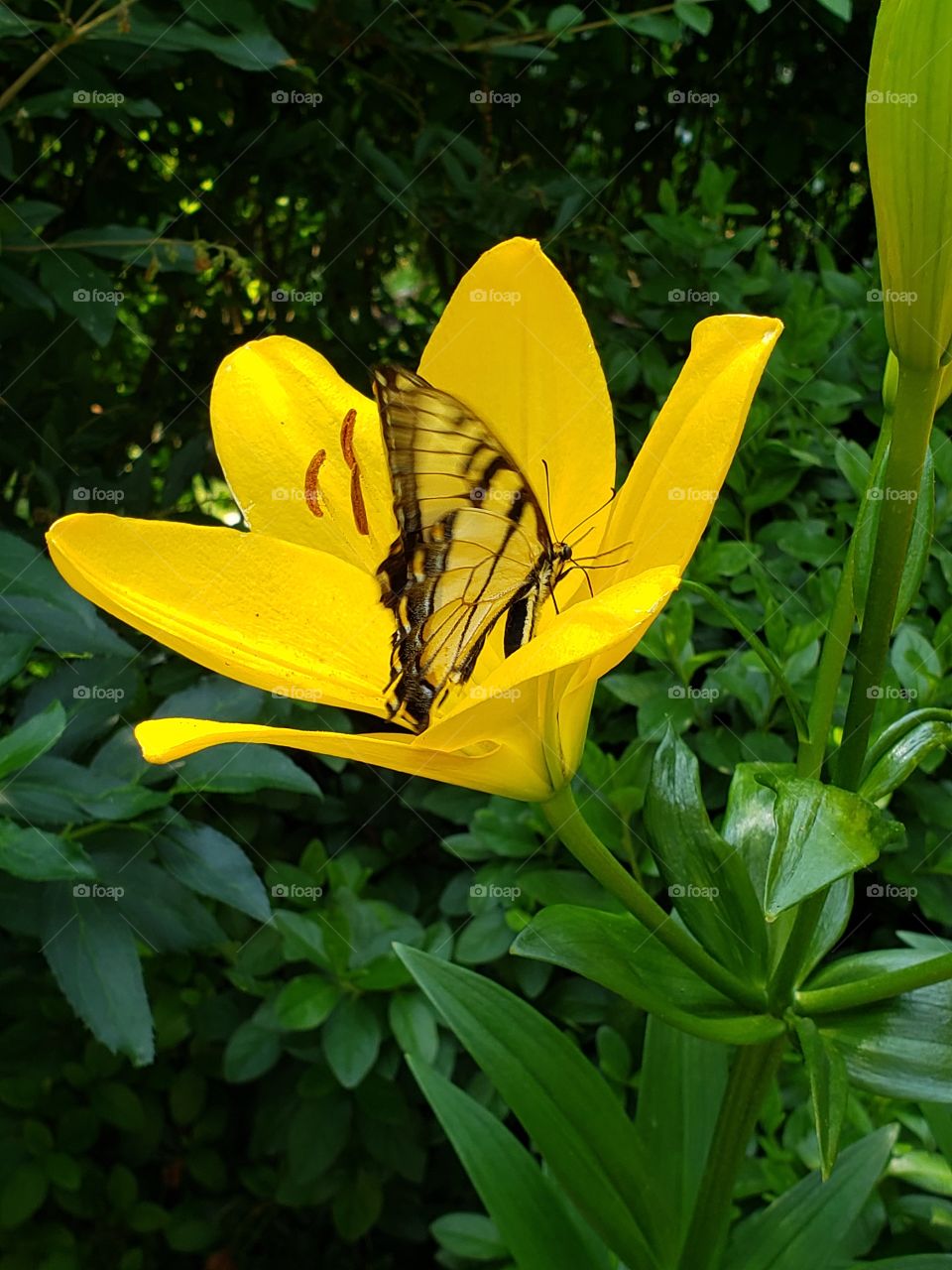 Beautiful yellow monarch butterfly