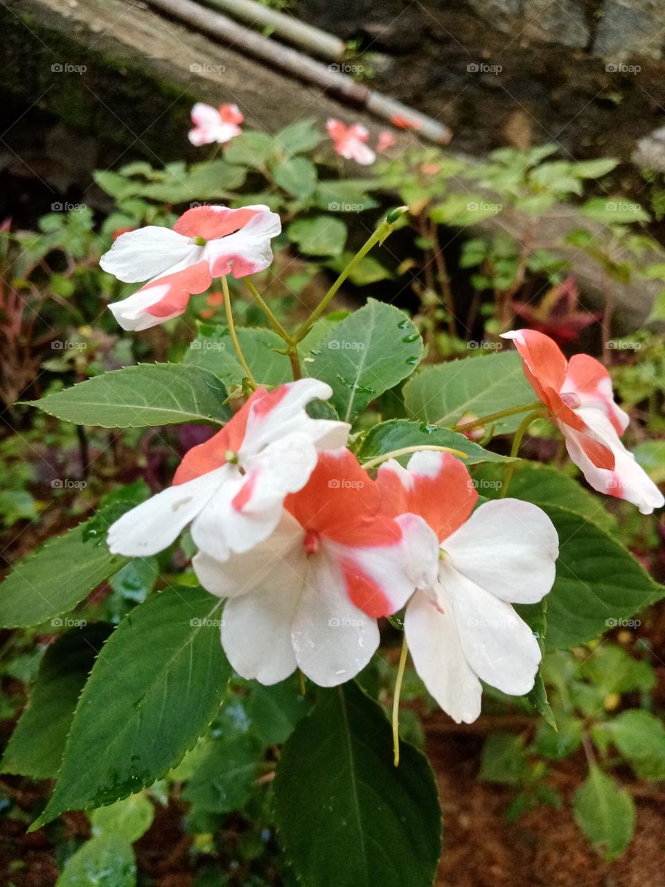Flowers in the garden