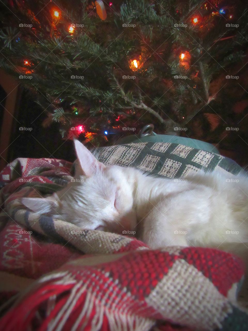 cute kitten sleeping under Christmas tree at night