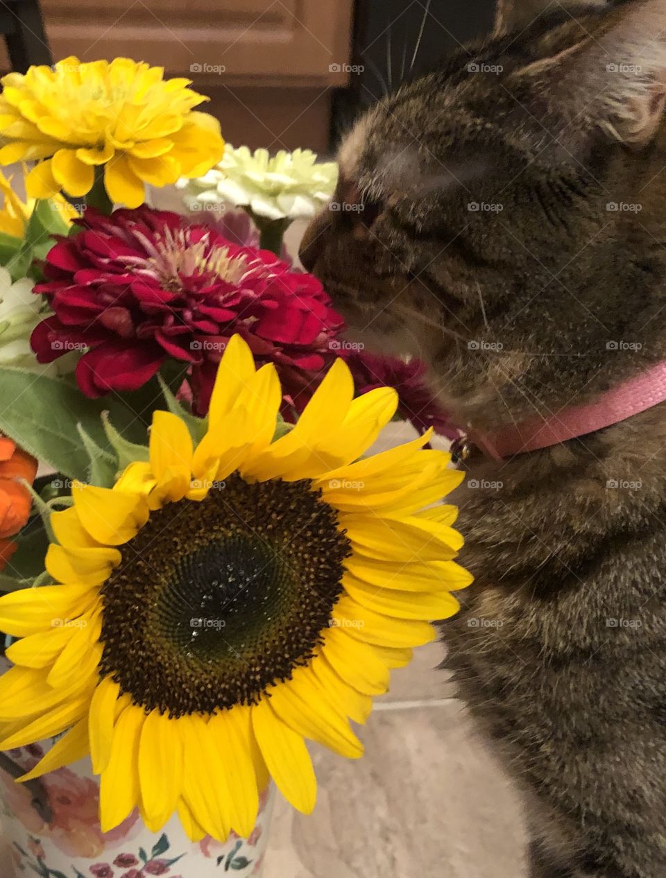 Fresh flowers and curious cat 