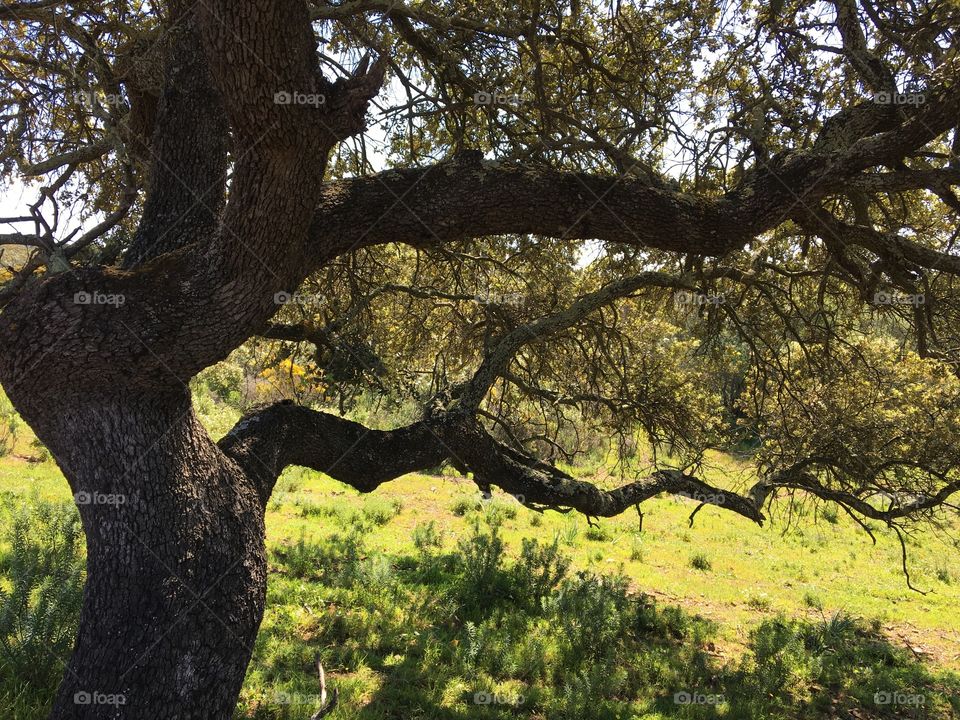 Old tree as a shelter to avoid intense sun