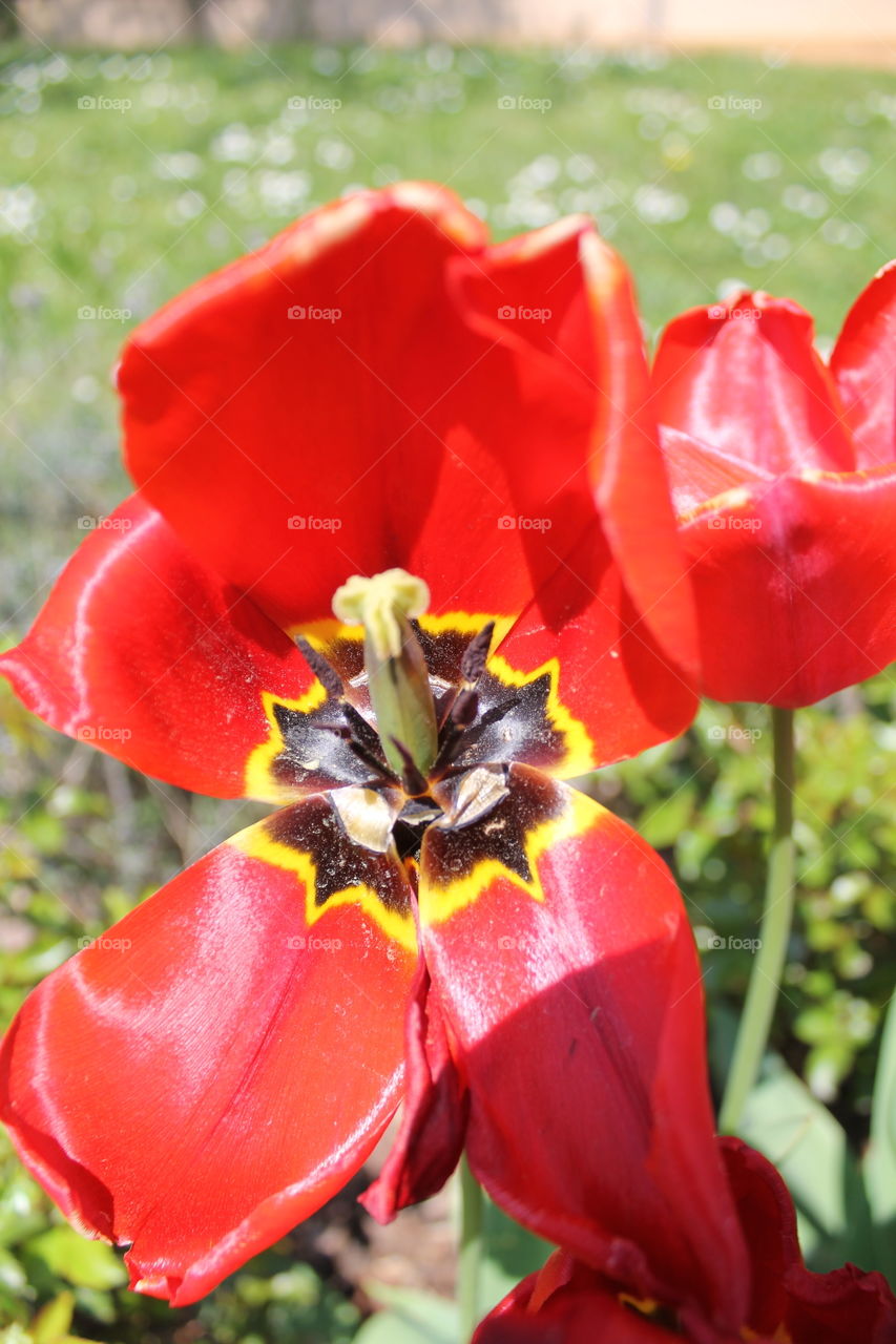 red tulip - spring's end