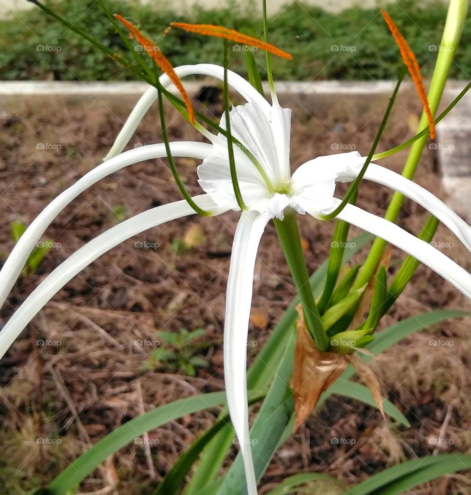 White flower on the yard