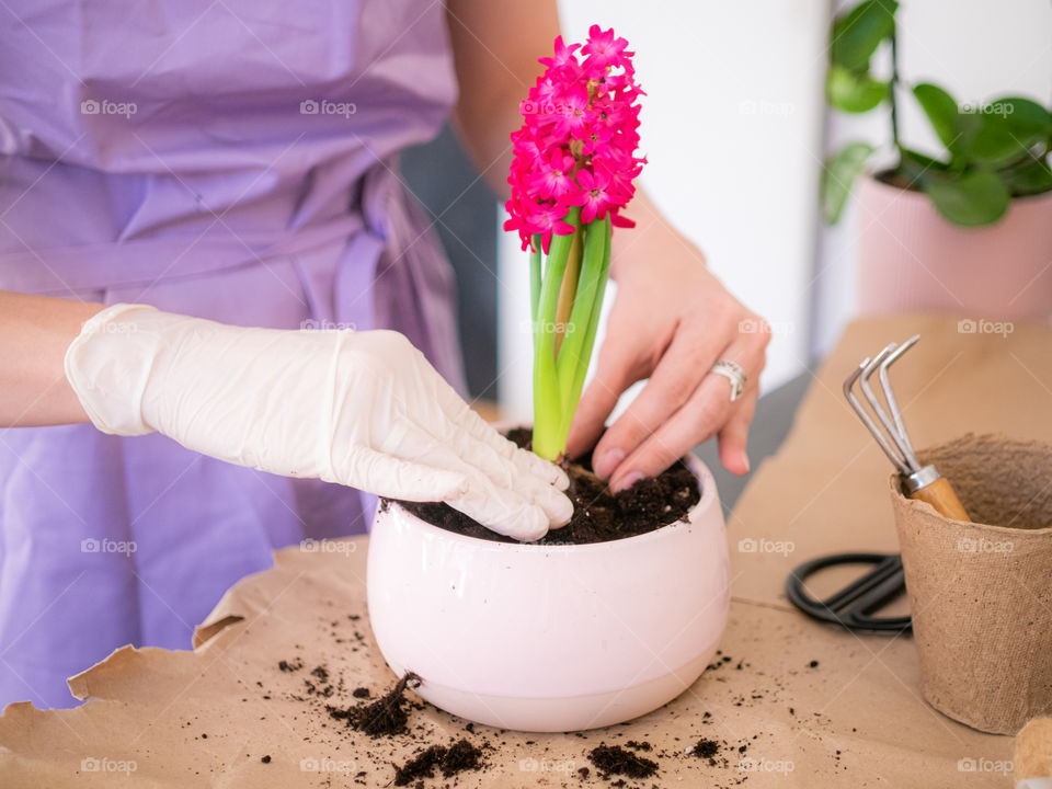 Woman’s hands planting pink hyacinth flower in pot