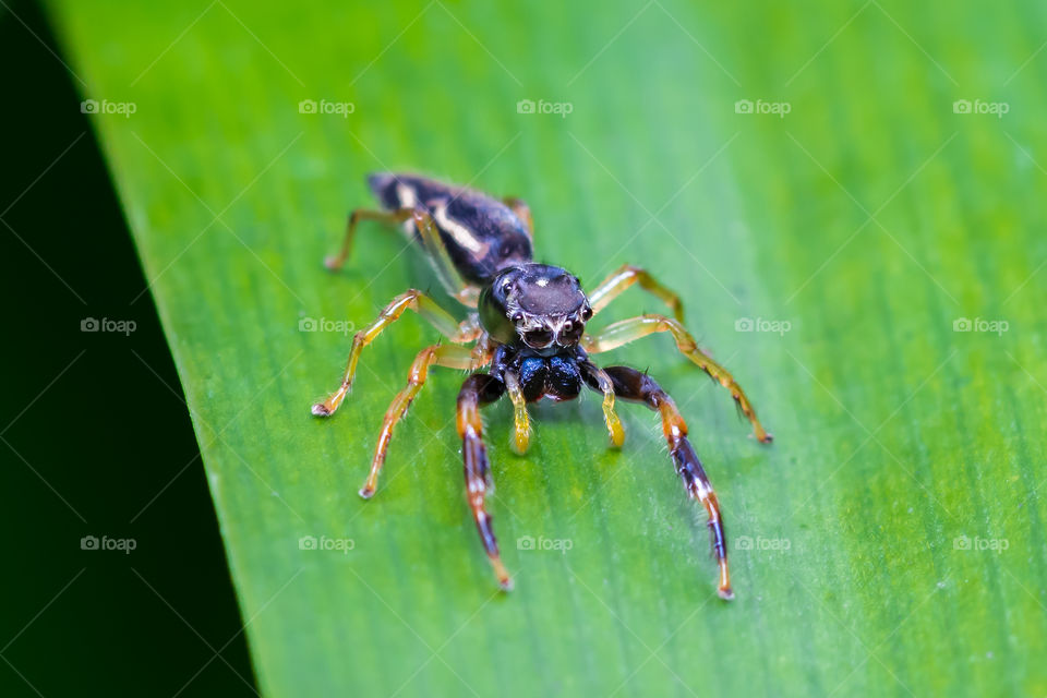 Spider species
