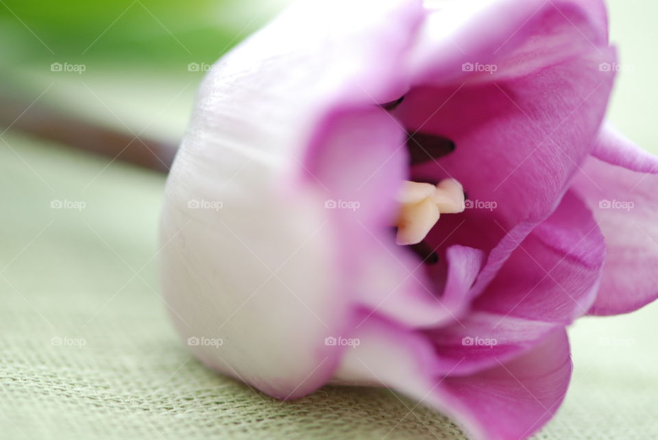 Close-up of pink flower