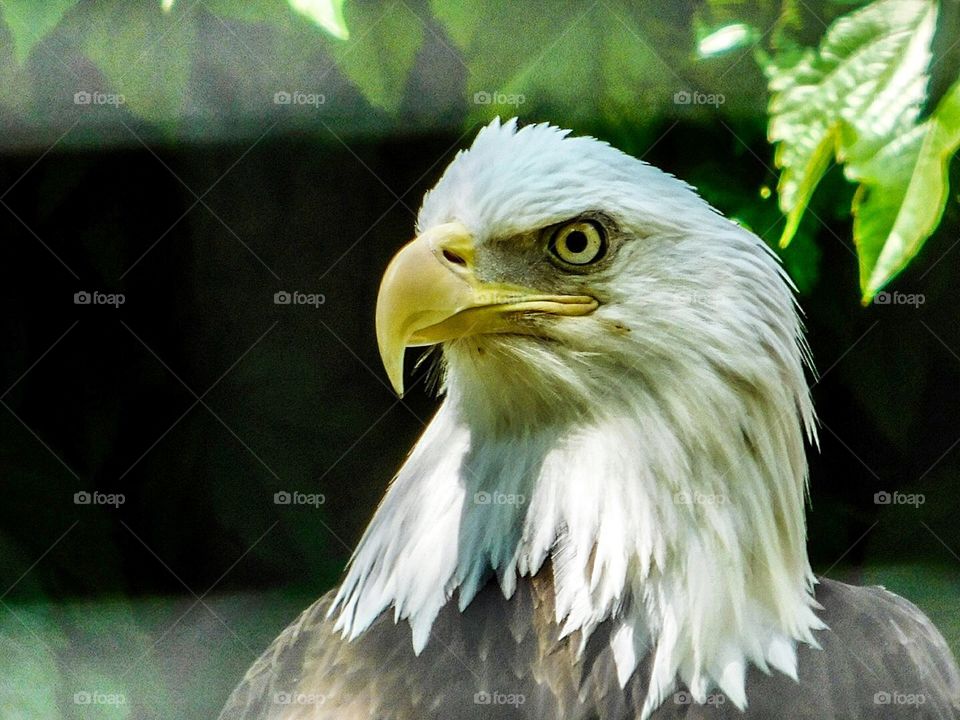 Closeup of an American eagle 