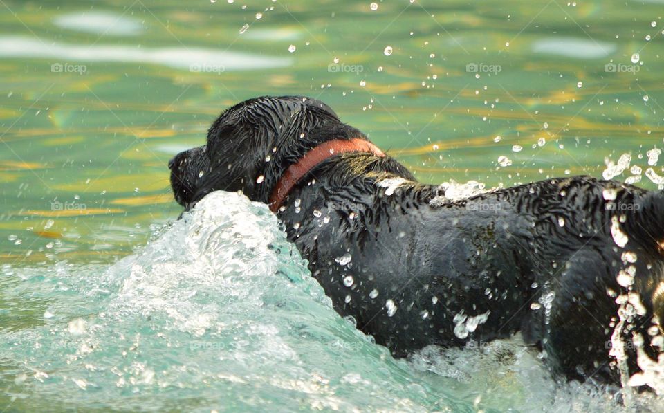 Dog swimming 