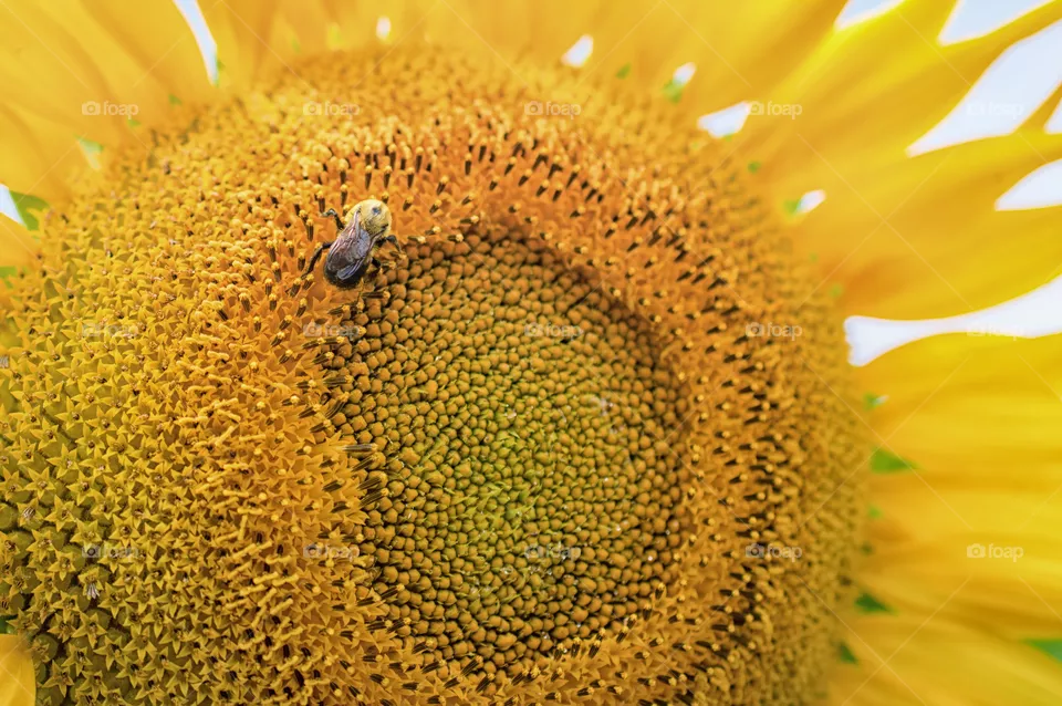 Summer Sunflower with Bumble Bee