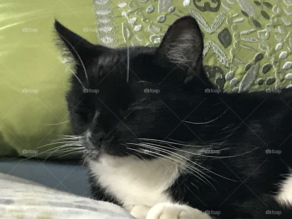 Black and white cat laying on a bed with her eyes closed.