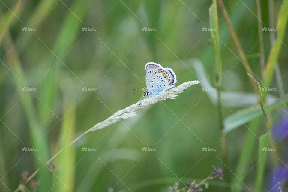 Nature, Butterfly, Insect, Outdoors, Summer