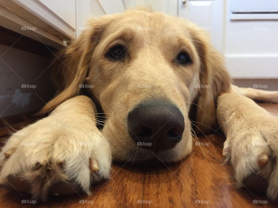 Teen golden retriever puppy 