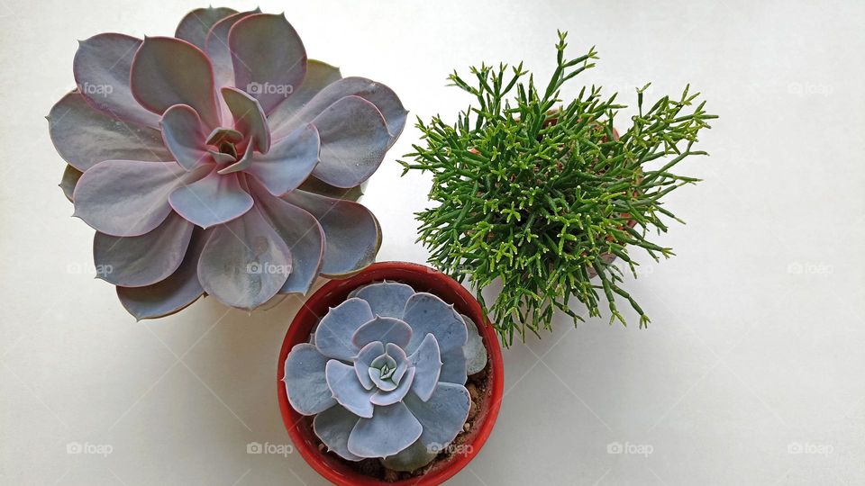 green house plants in pot love earth