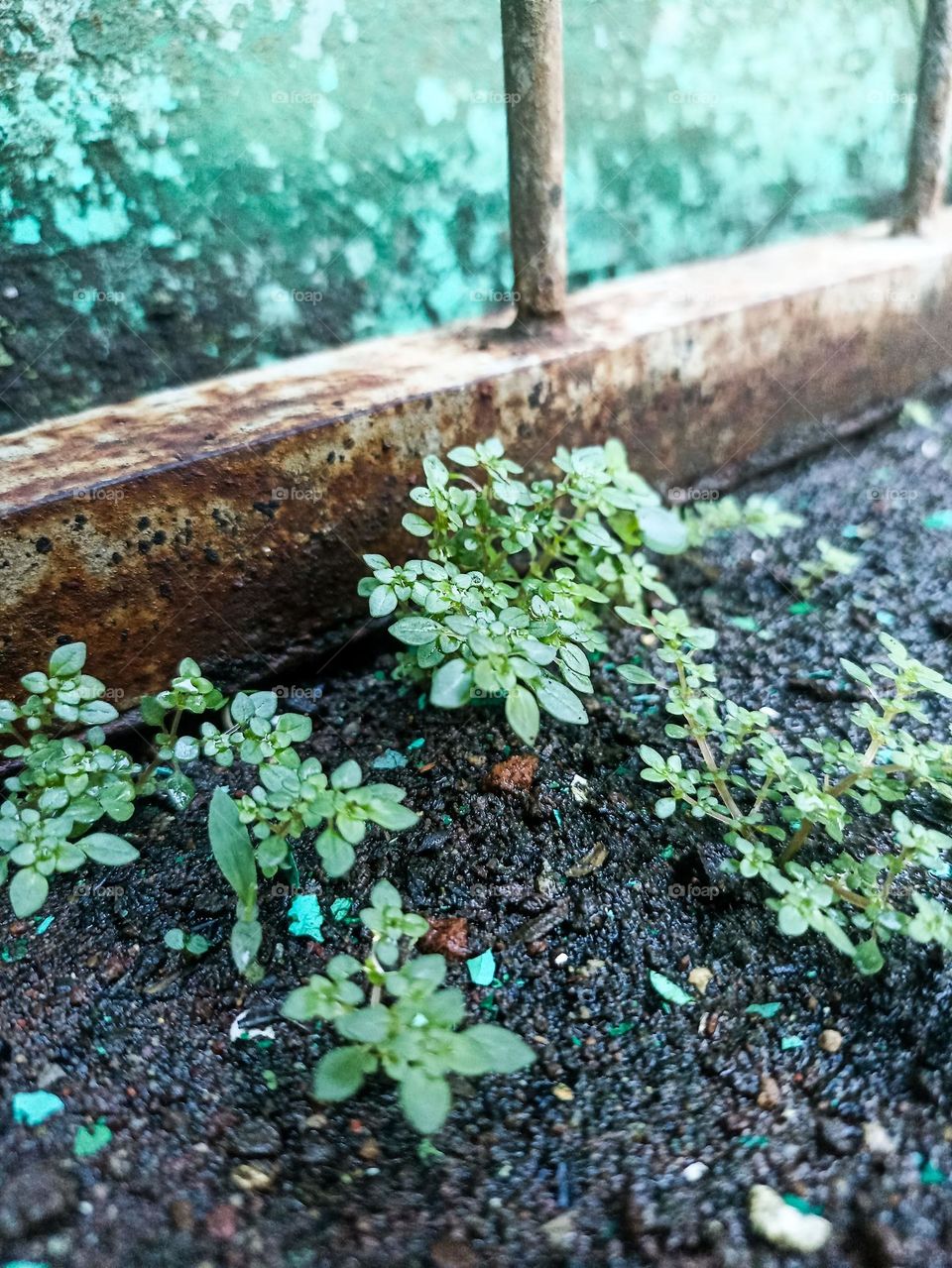 Close-up of a small plant growing on the ground near an old rusty window and mossy window pane