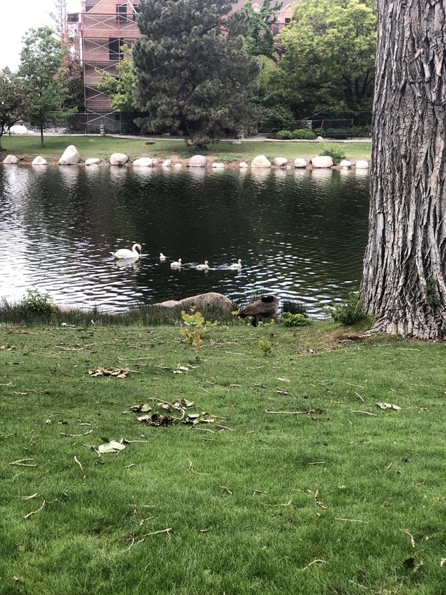 Baby Swans