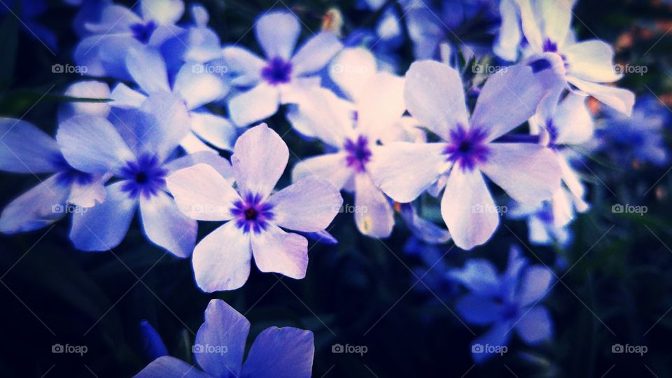 violet bloom