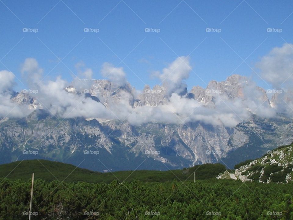 High angle view of forest