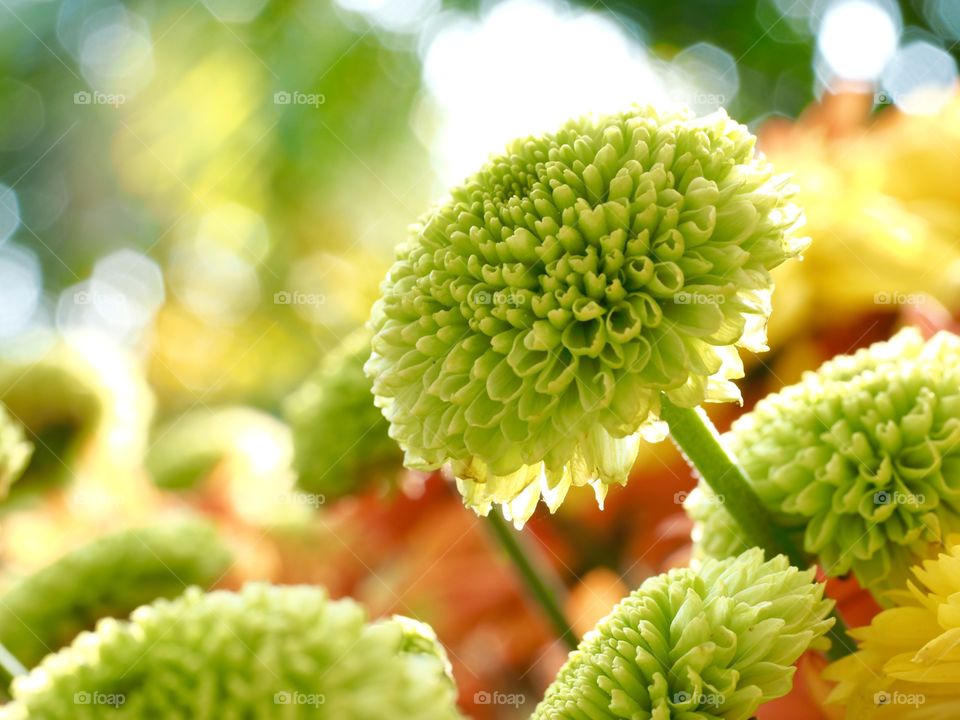 Chrysanthemum 