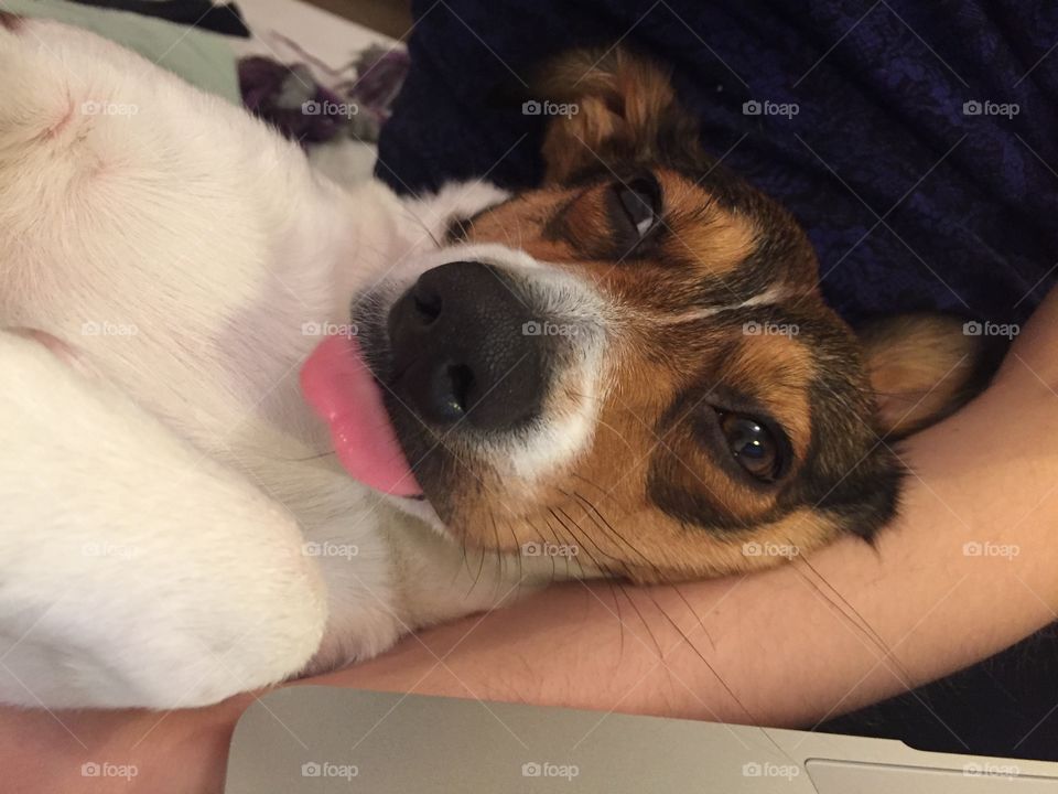 A cute sleepy dog showing the tongue