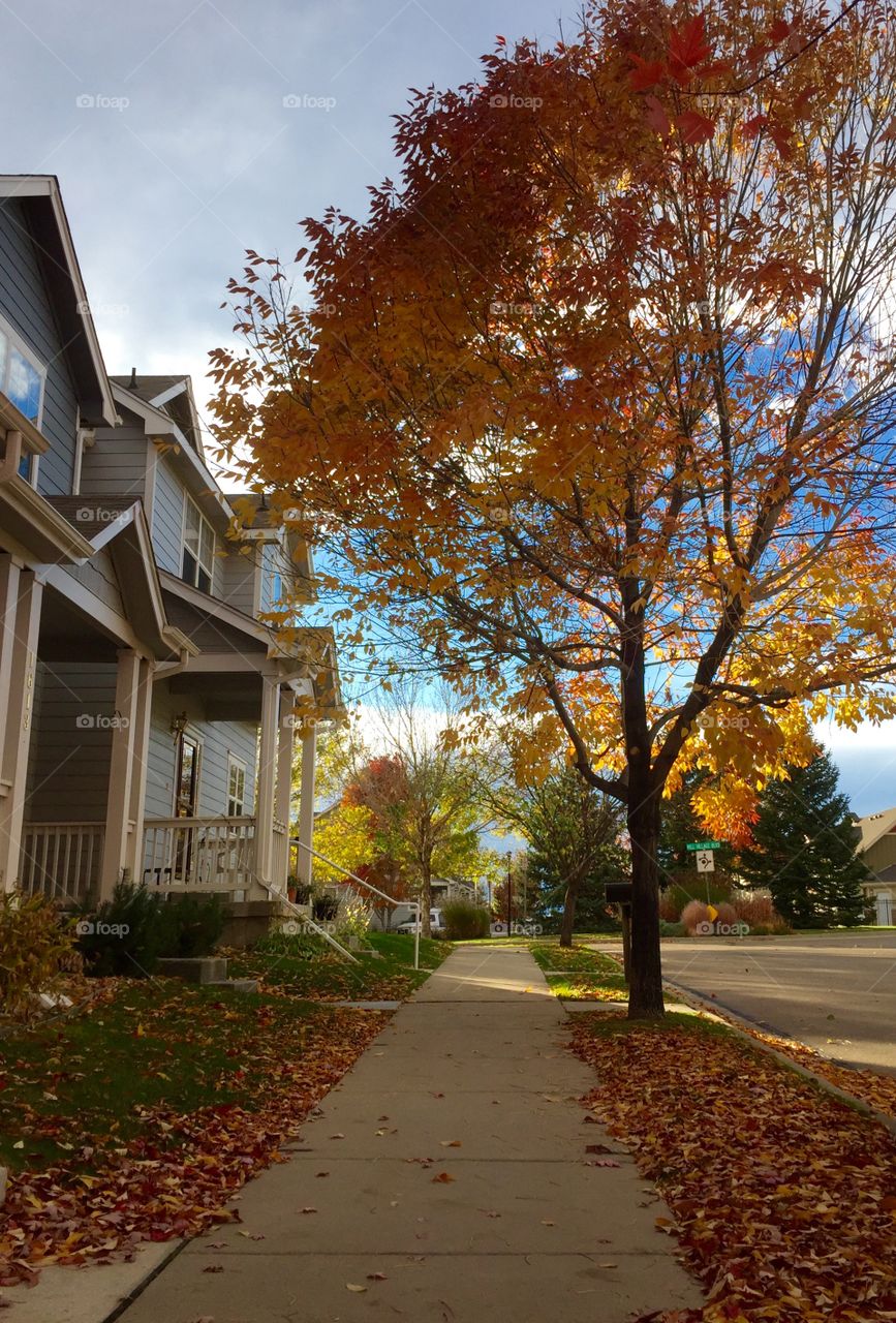 Autumn in the Neighborhood.