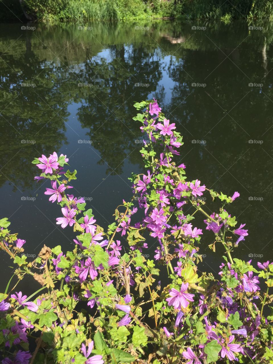 Riverside Flora