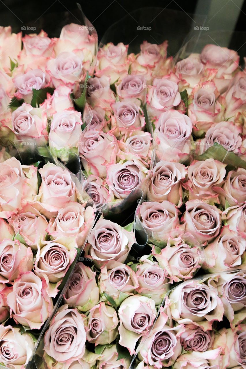 High angle view of rose flowers