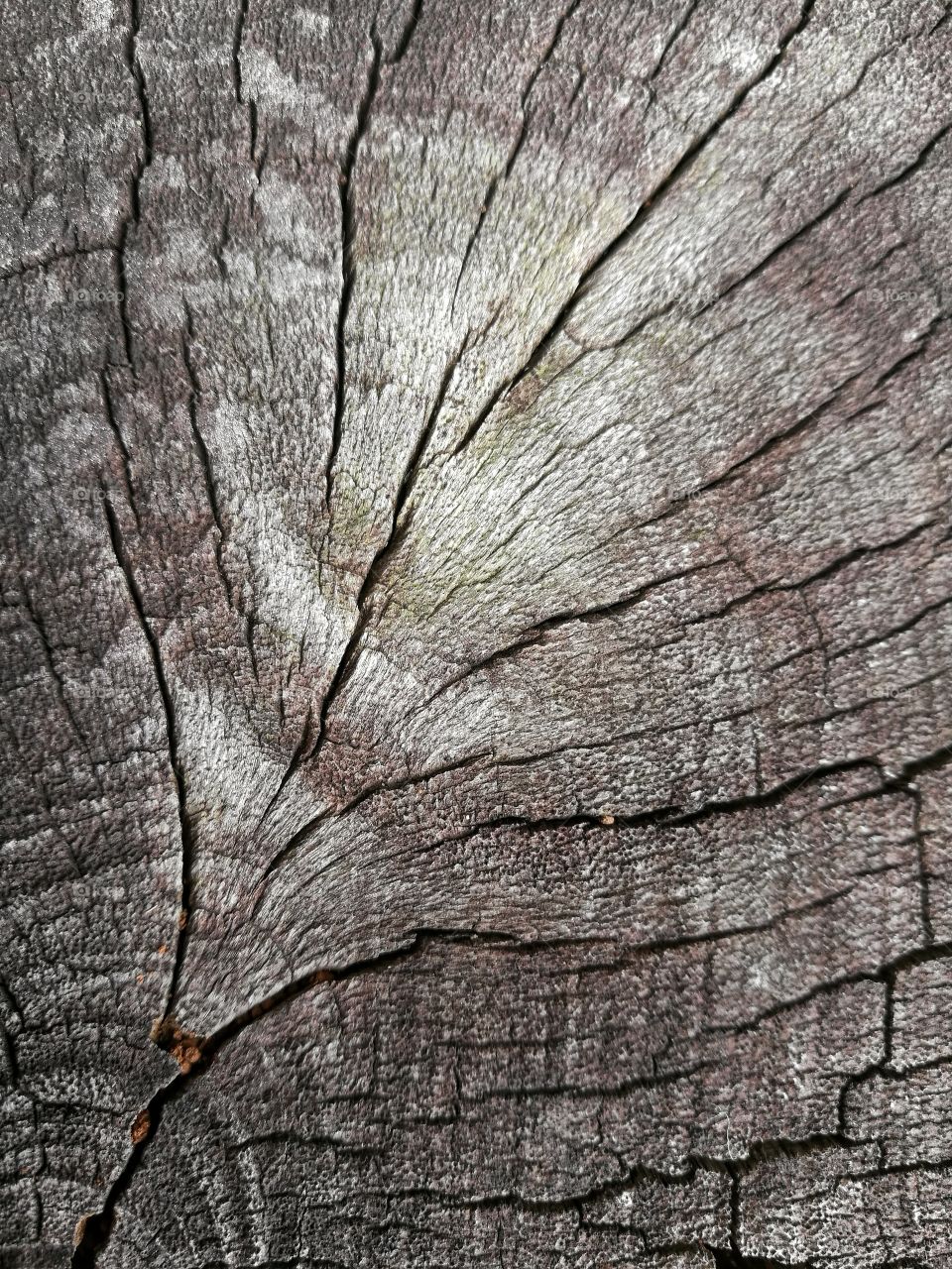 cracks of wood