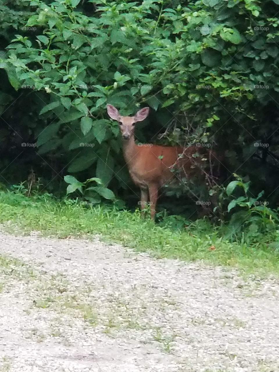 Morning Mama Deer