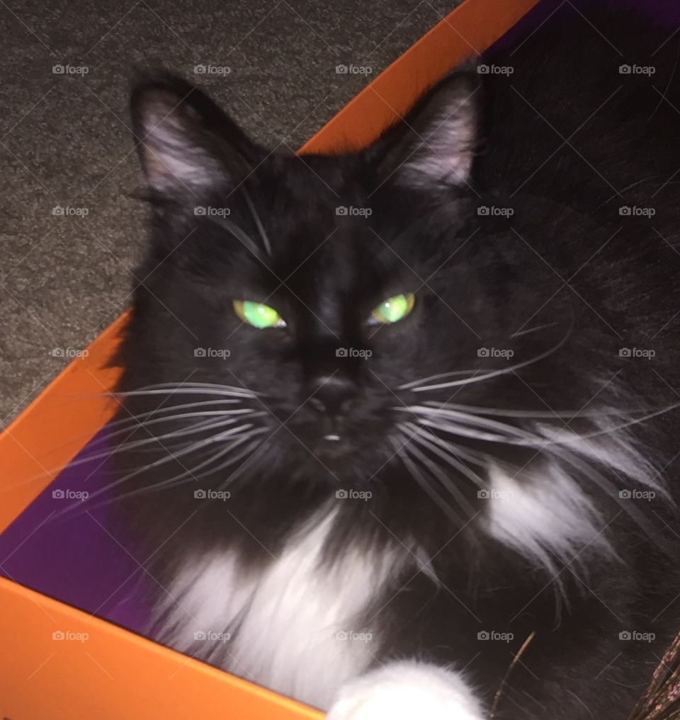 Black cat with glowing eyes in an orange box 