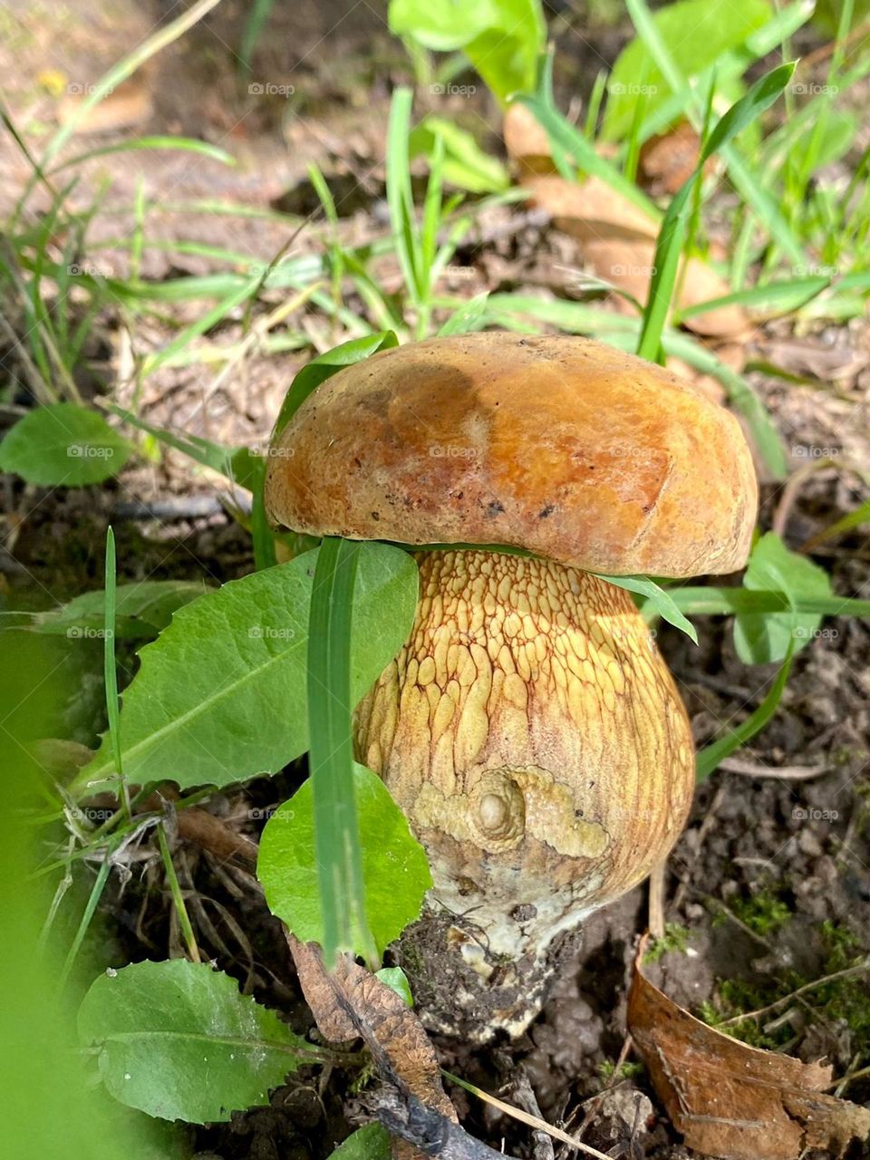 mushroom in the forest