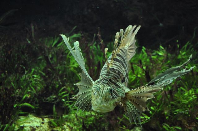 Spine Fish.