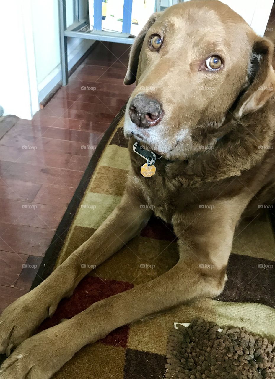 Dog on carpet