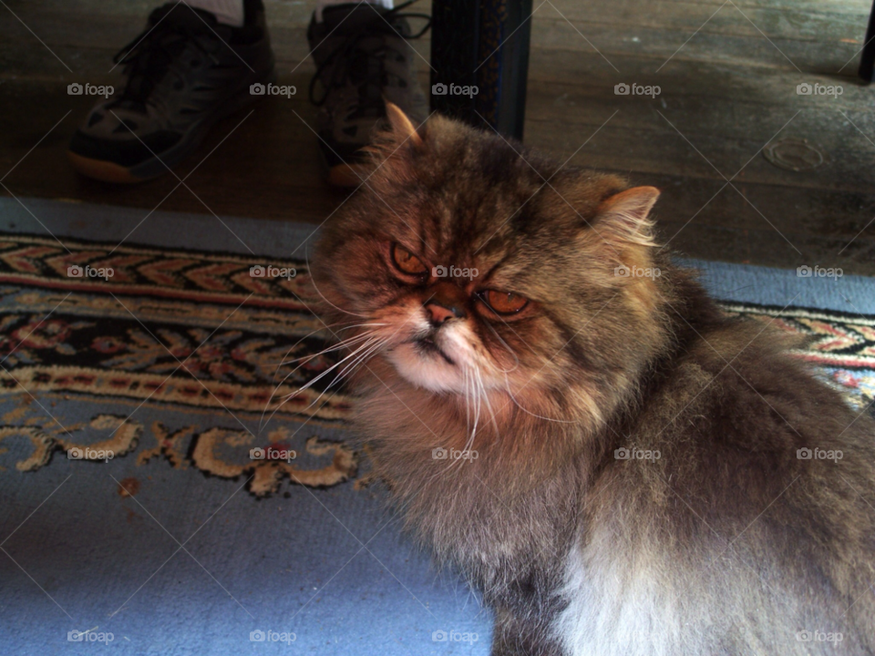 cat rug orange persian by kenglund