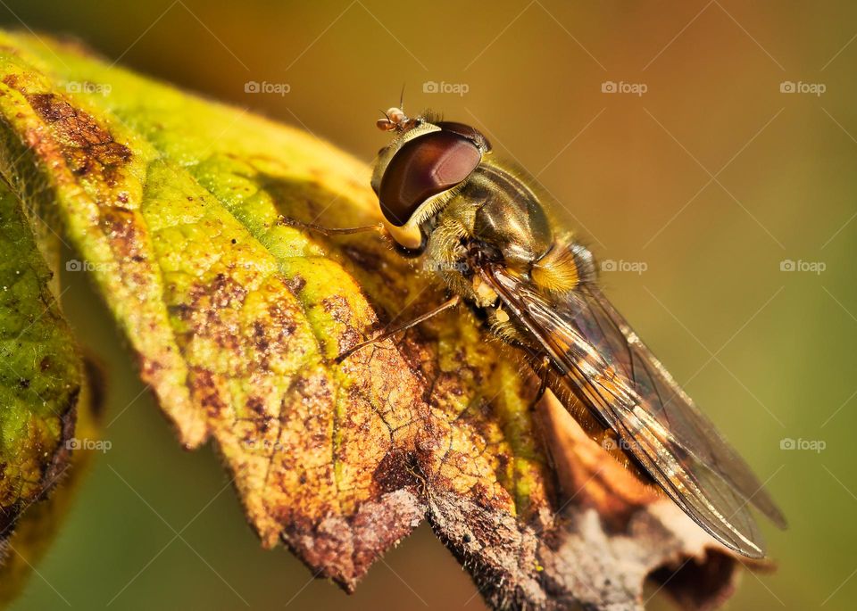 Bug sitting on a leaf