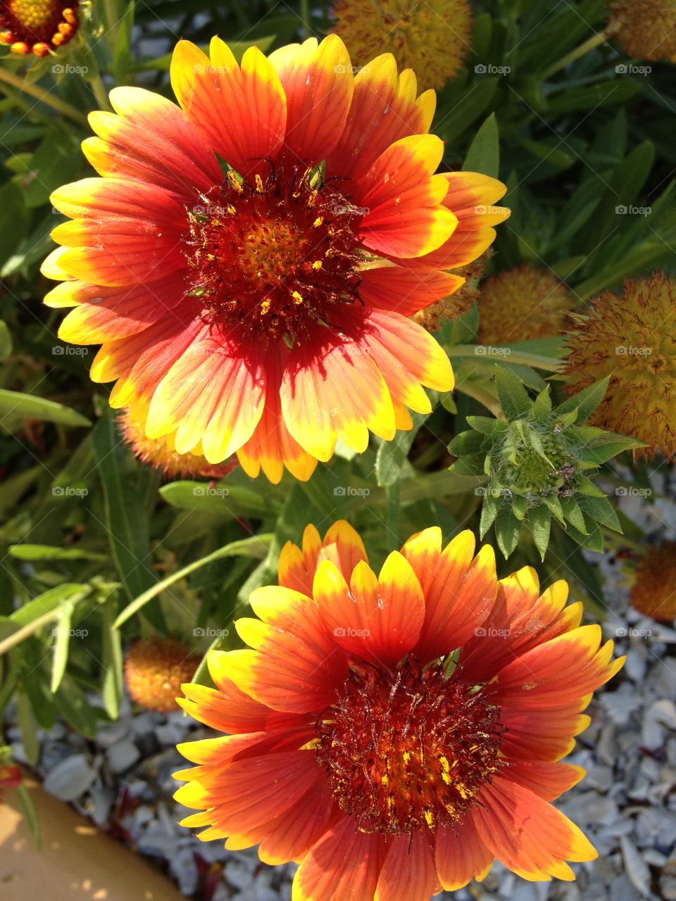 Bright happy little flowers
