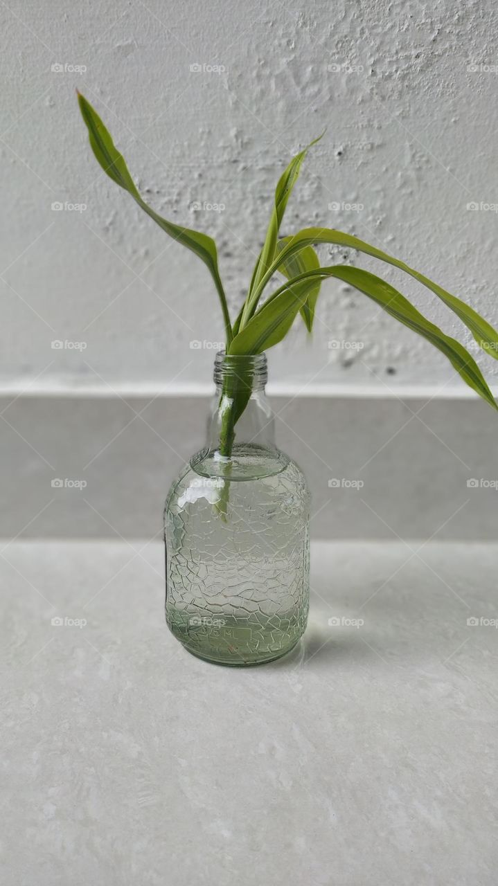 Green Plant in a glass Bottle of water