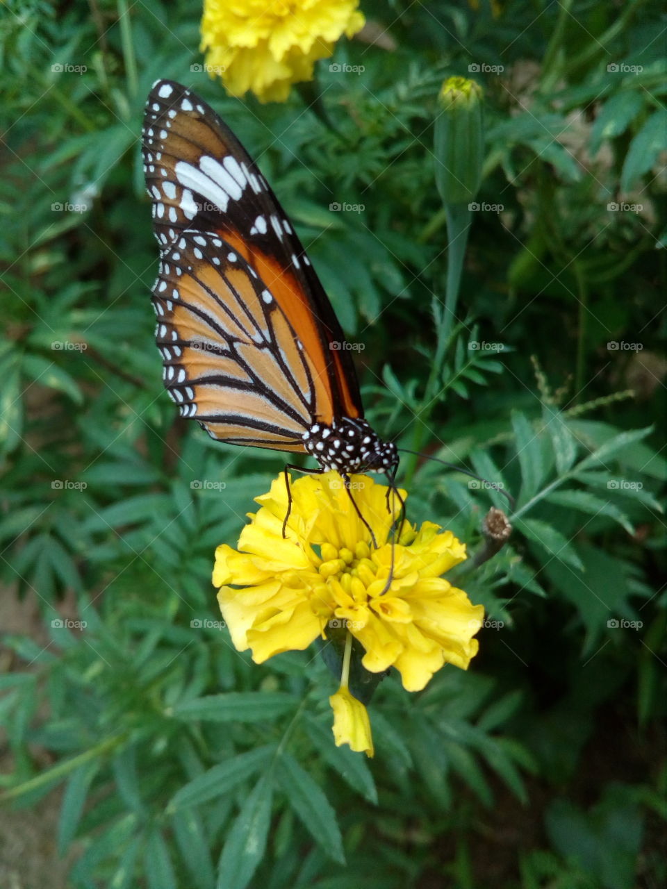 beautiful butterfly