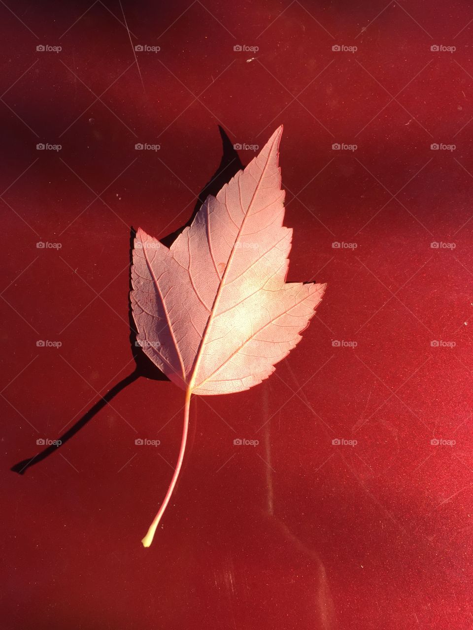 Little leaf