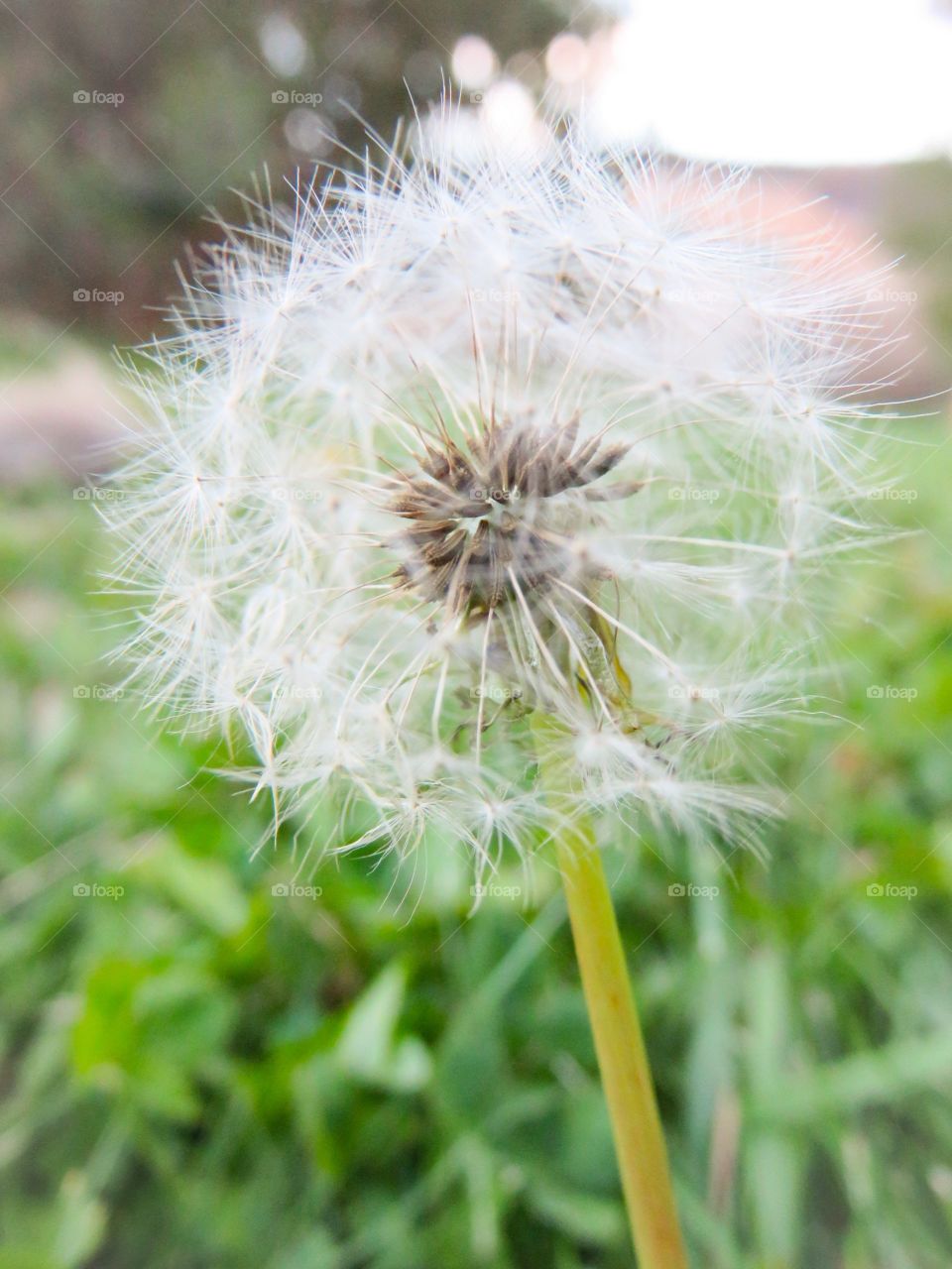 High angle view of dandelion