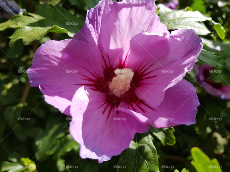 Beautiful pink hibiscus