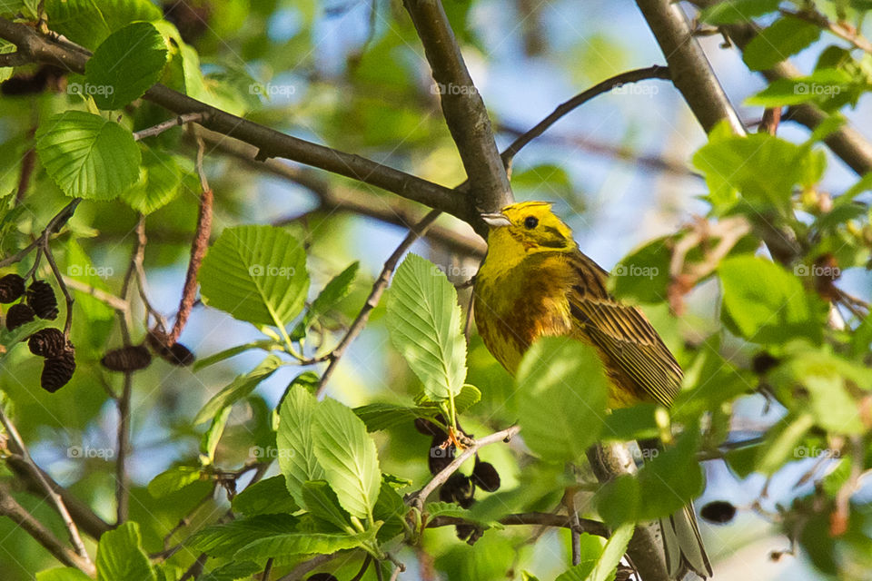 Nature, Tree, Bird, Wildlife, Leaf