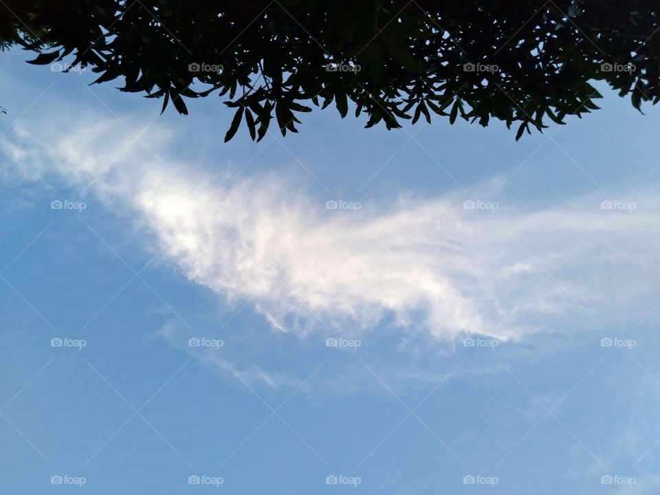 The cloud and leaves in the same line.