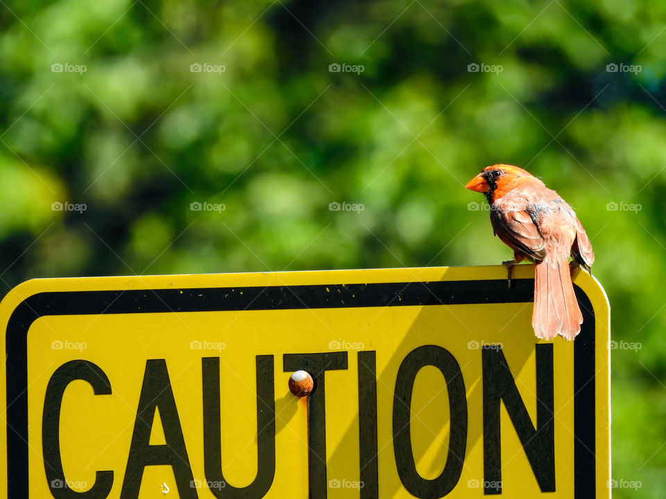 Cardinal Sitting On A Caution Sign