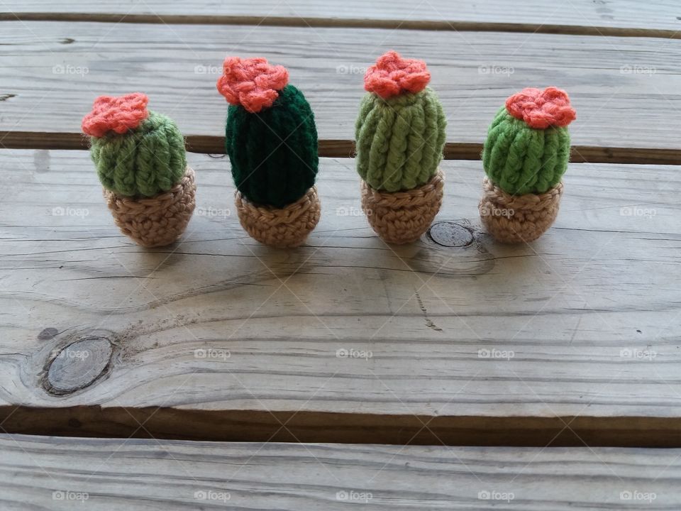 mini cacti