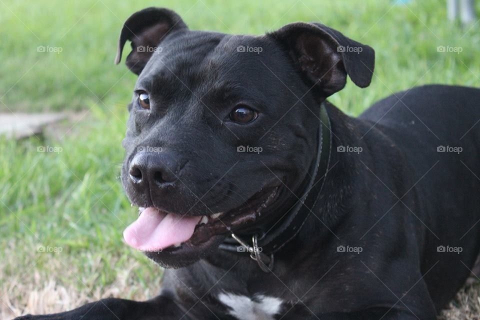 Pet Staffy Smile